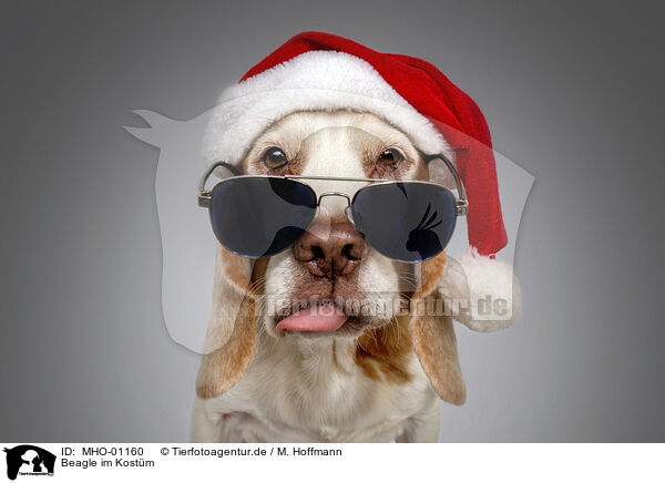 Beagle im Kostm / Beagle in costume / MHO-01160
