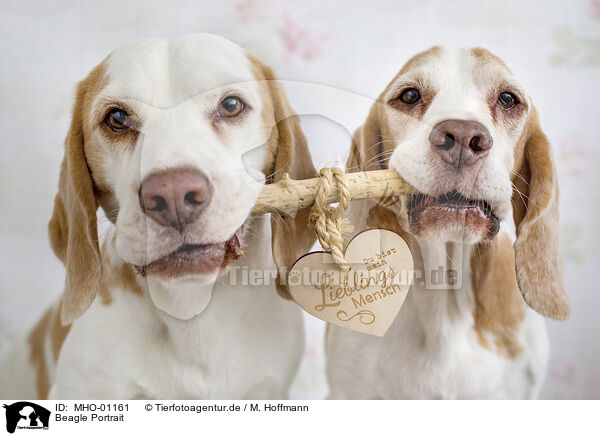 Beagle Portrait / MHO-01161