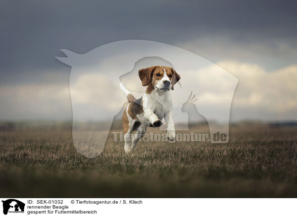 rennender Beagle / running Beagle / SEK-01032