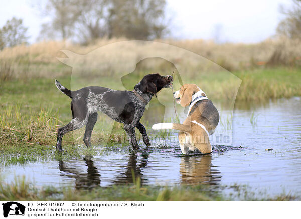 Deutsch Drahthaar mit Beagle / SEK-01062