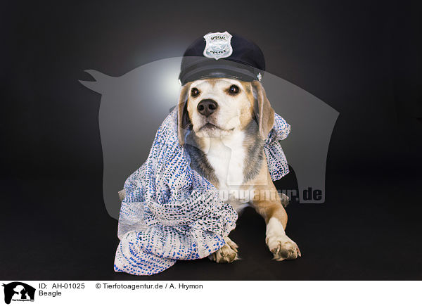 Beagle / AH-01025