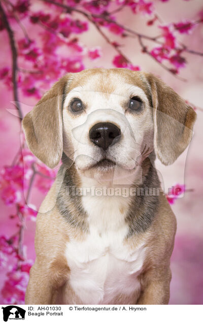 Beagle Portrait / Beagle portrait / AH-01030