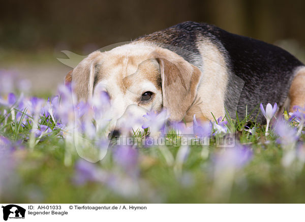 liegender Beagle / lying Beagle / AH-01033