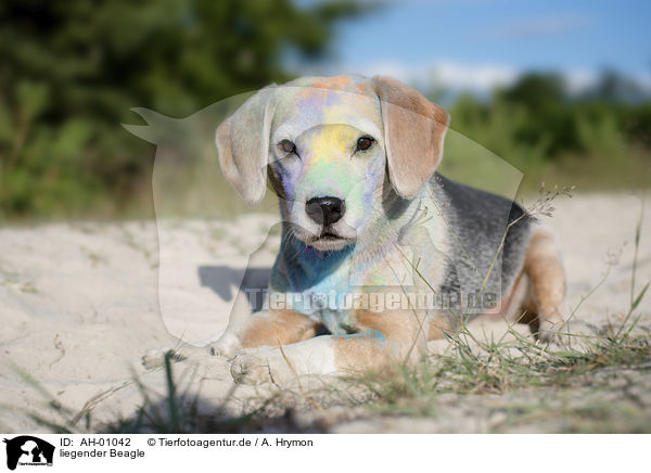 liegender Beagle / AH-01042