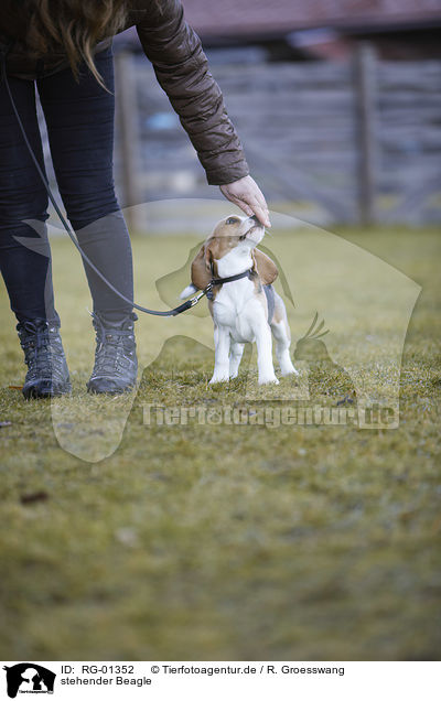 stehender Beagle / standing Beagle / RG-01352