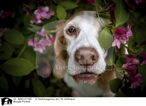 Beagle Portrait / Beagle portrait / MHO-01168