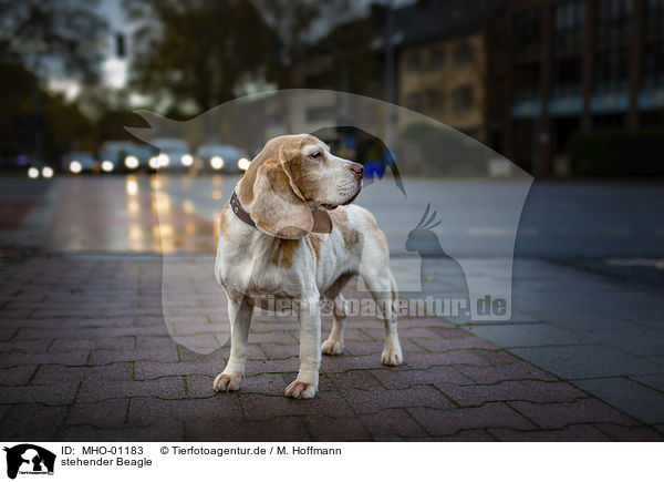 stehender Beagle / standing Beagle / MHO-01183