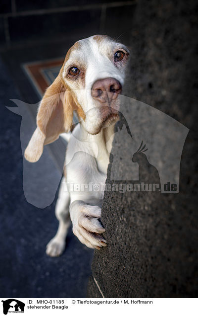 stehender Beagle / standing Beagle / MHO-01185