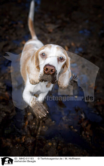 stehender Beagle / standing Beagle / MHO-01193