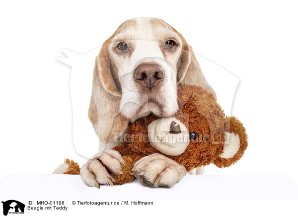Beagle mit Teddy / Beagle with teddy / MHO-01198