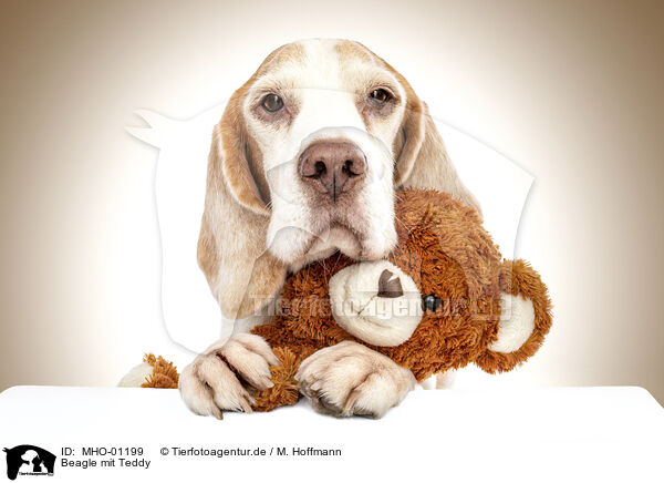 Beagle mit Teddy / Beagle with teddy / MHO-01199