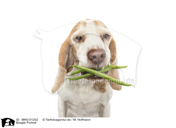 Beagle Portrait / Beagle portrait / MHO-01202