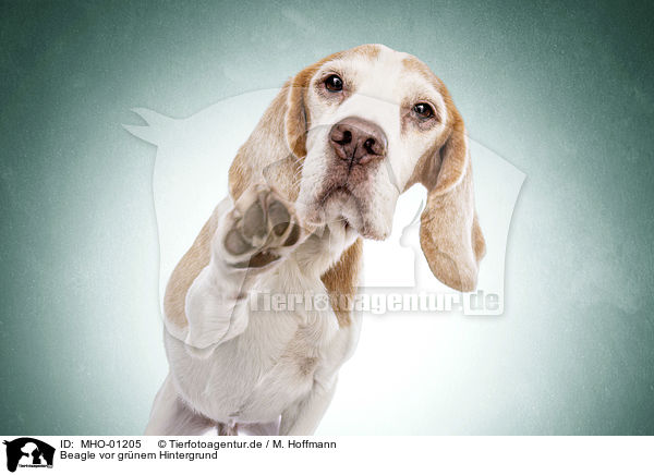 Beagle vor gr�nem Hintergrund / Beagle in front of green background / MHO-01205