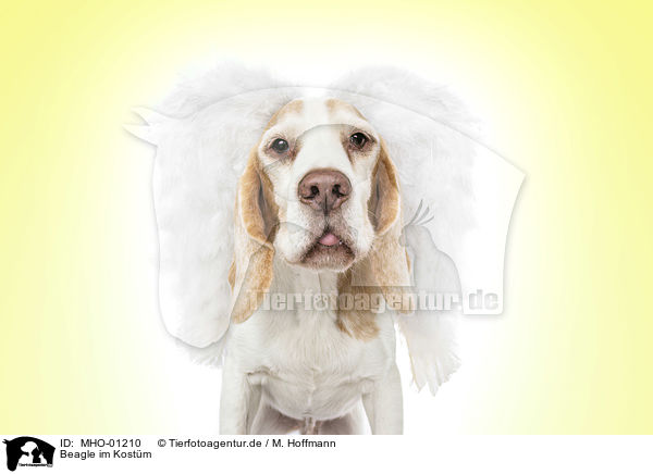 Beagle im Kostm / Beagle in costume / MHO-01210