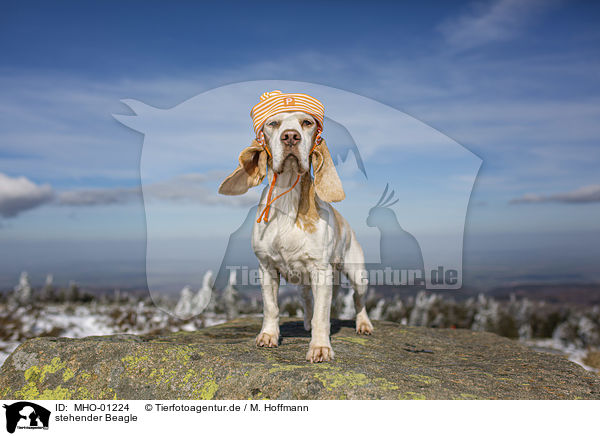 stehender Beagle / standing Beagle / MHO-01224