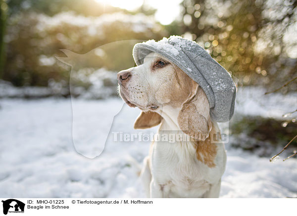 Beagle im Schnee / MHO-01225
