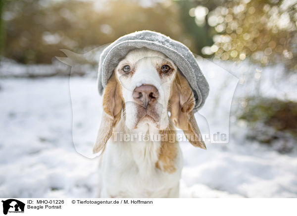 Beagle Portrait / MHO-01226