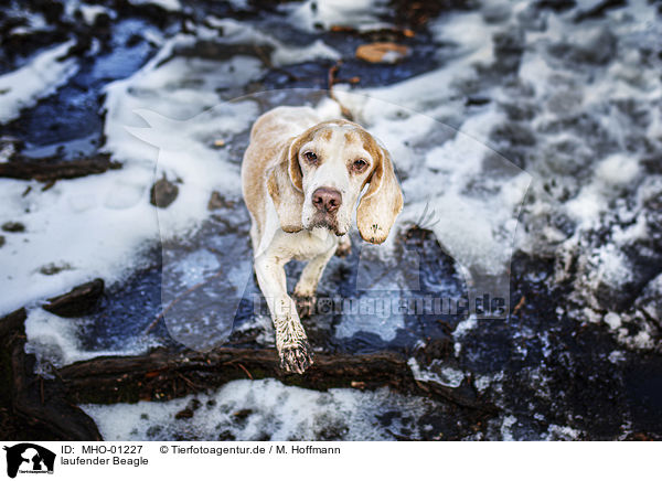 laufender Beagle / walking Beagle / MHO-01227