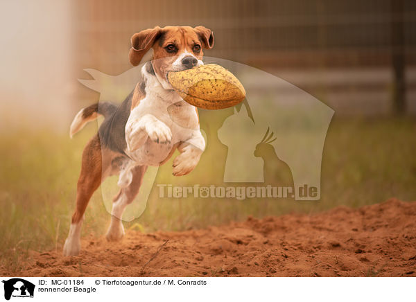 rennender Beagle / running Beagle / MC-01184