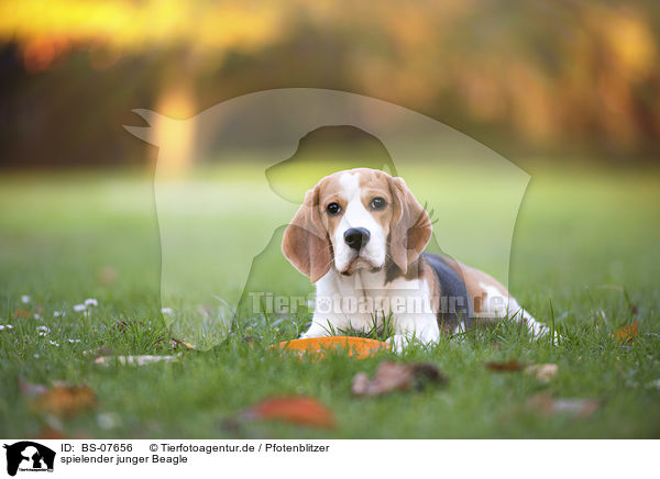 spielender junger Beagle / playing young Beagle / BS-07656