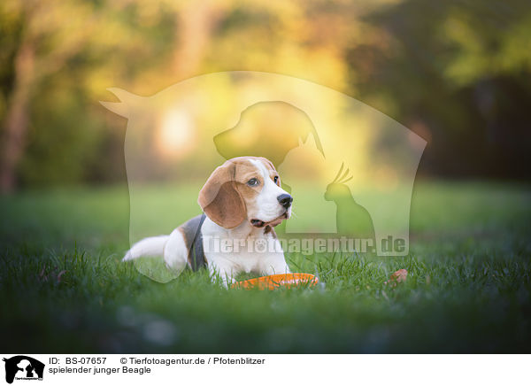 spielender junger Beagle / playing young Beagle / BS-07657