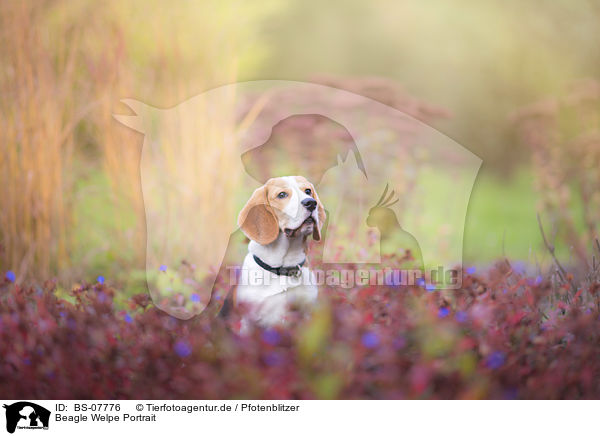 Beagle Welpe Portrait / BS-07776