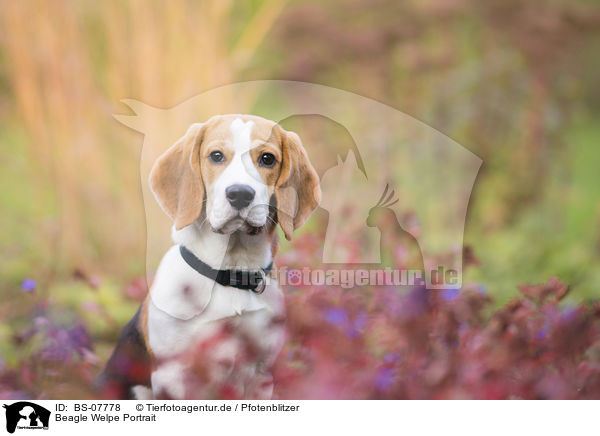 Beagle Welpe Portrait / BS-07778