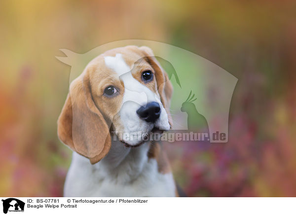 Beagle Welpe Portrait / BS-07781