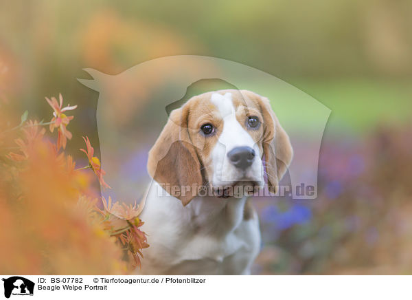 Beagle Welpe Portrait / BS-07782