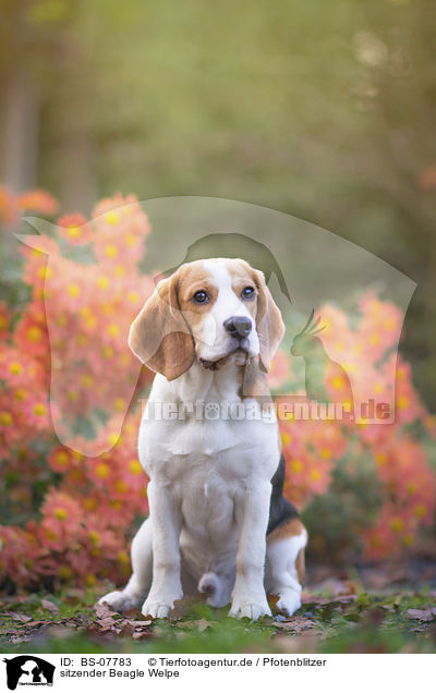 sitzender Beagle Welpe / BS-07783