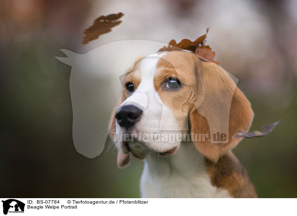 Beagle Welpe Portrait / BS-07784