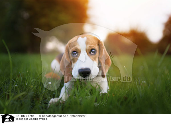 liegender Beagle Welpe / BS-07786