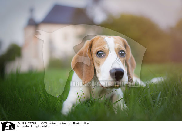 liegender Beagle Welpe / BS-07788