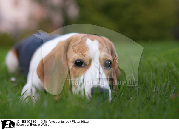 liegender Beagle Welpe / BS-07789