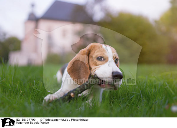 liegender Beagle Welpe / BS-07790