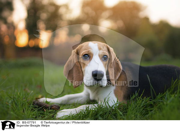 liegender Beagle Welpe / BS-07791