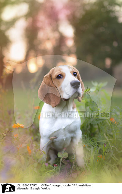 sitzender Beagle Welpe / BS-07792