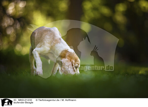 laufender Beagle / walking Beagle / MHO-01230