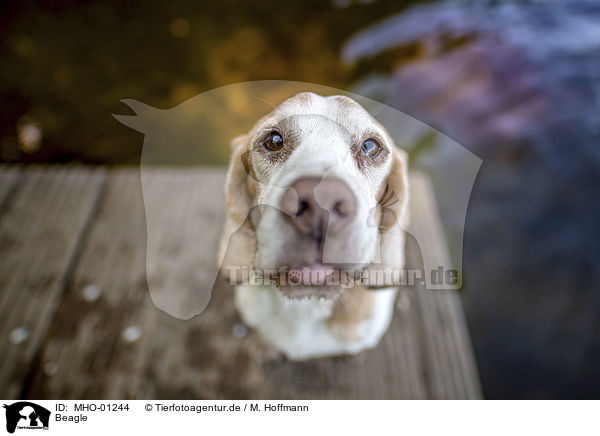 Beagle / Beagle / MHO-01244