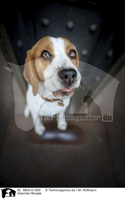 sitzender Beagle / sitting Beagle / MHO-01260