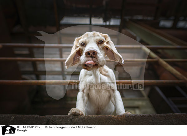 Beagle / MHO-01262
