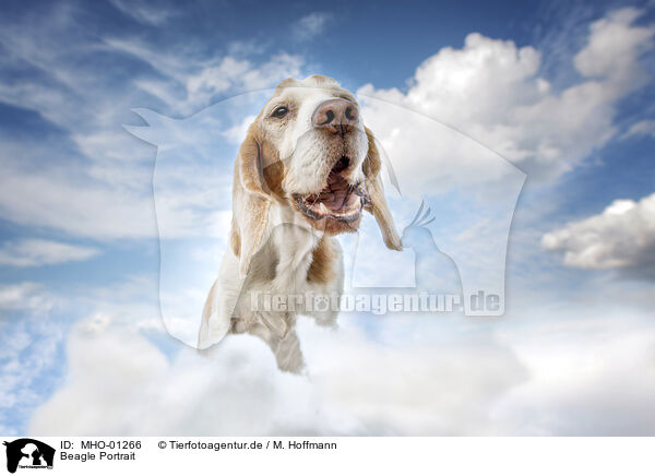 Beagle Portrait / MHO-01266