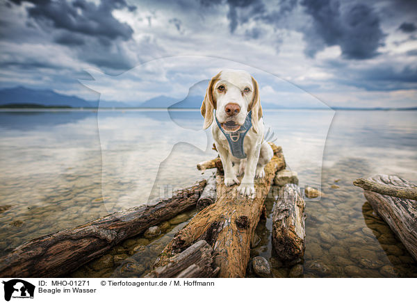Beagle im Wasser / Beagle in the water / MHO-01271