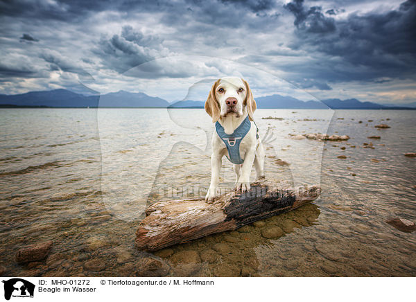 Beagle im Wasser / Beagle in the water / MHO-01272
