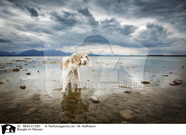 Beagle im Wasser / Beagle in the water / MHO-01280