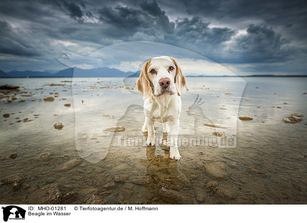 Beagle im Wasser / Beagle in the water / MHO-01281