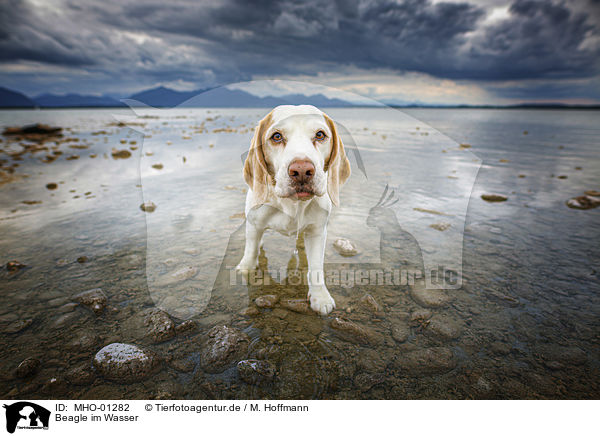 Beagle im Wasser / Beagle in the water / MHO-01282