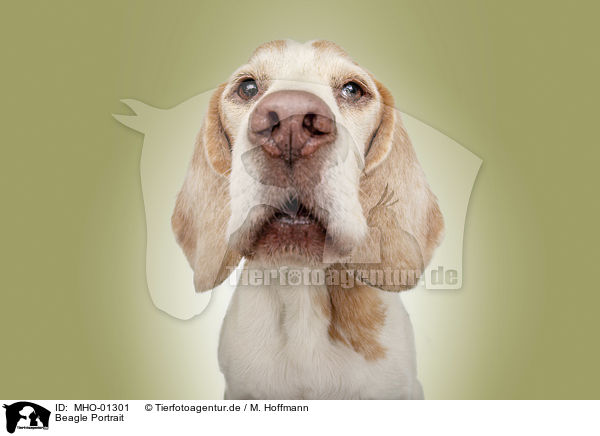 Beagle Portrait / MHO-01301