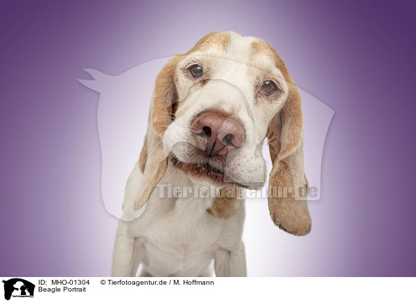 Beagle Portrait / MHO-01304