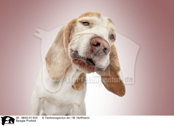 Beagle Portrait / MHO-01305